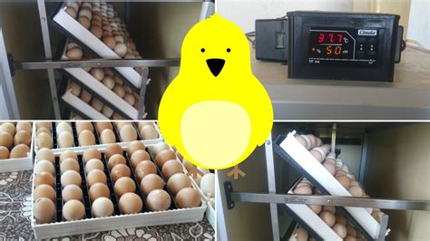 kuluçka makinesine yumurtalar nasıl yerleştirilir